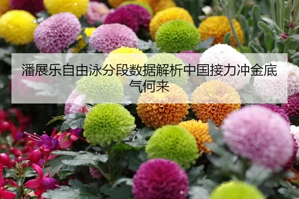 潘展乐自由泳分段数据解析中国接力冲金底气何来